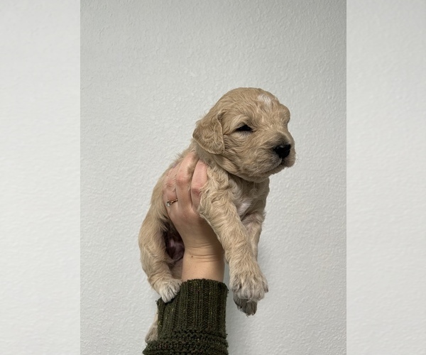 Medium Photo #1 Goldendoodle Puppy For Sale in WEST SACRAMENTO, CA, USA