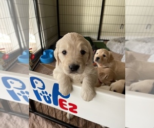 Golden Retriever Litter for sale in SIMI VALLEY, CA, USA