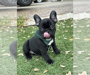 French Bulldog Litter for sale in GOODYEAR, AZ, USA