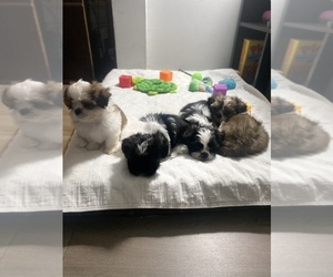 Shih Tzu Litter for sale in BALTIMORE, MD, USA