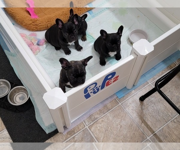 Medium Photo #1 French Bulldog Puppy For Sale in MCDONOUGH, GA, USA