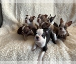 Small Photo #1 Boston Terrier Puppy For Sale in PIEDMONT, CA, USA