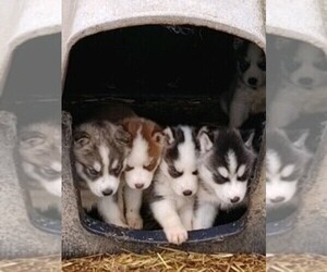 Siberian Husky Litter for sale in STOCKTON, MO, USA