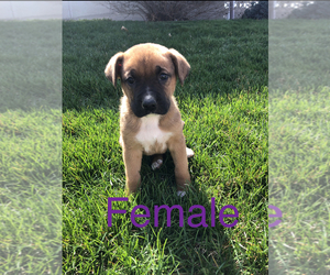 Boxer-German Shepherd Dog Mix Litter for sale in KIMMELL, IN, USA