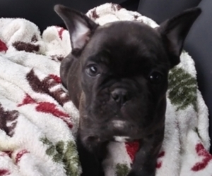 French Bulldog Litter for sale in NEW WAVERLY, TX, USA