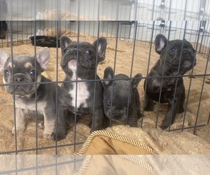 French Bulldog Litter for sale in MISSOURI CITY, TX, USA
