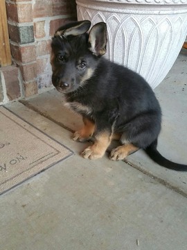 Medium Photo #1 German Shepherd Dog Puppy For Sale in CLEVER, MO, USA