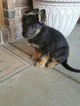 Small Photo #1 German Shepherd Dog Puppy For Sale in CLEVER, MO, USA