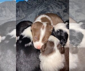 Border Collie Litter for sale in SPARTA, NC, USA