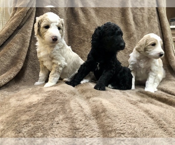 Medium Photo #1 Bordoodle Puppy For Sale in JONESBOROUGH, TN, USA