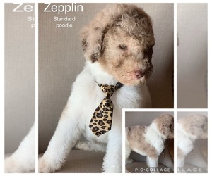 Poodle (Standard) Litter for sale in FREDERICKTOWN, MO, USA