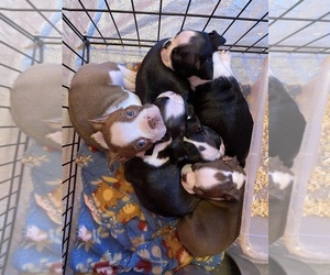Boston Terrier Litter for sale in RAYTOWN, MO, USA