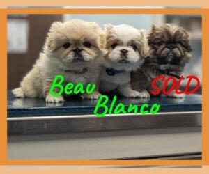 Pekingese Litter for sale in LOUISVILLE, KY, USA