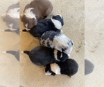Small Photo #1 Border Collie Puppy For Sale in FACKLER, AL, USA