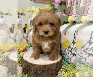 Cavapoo Litter for sale in WORCESTER, MA, USA