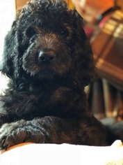 Labradoodle Litter for sale in NEW HAVEN, CT, USA