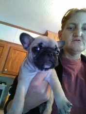 French Bulldog Litter for sale in AUGUSTA, KY, USA