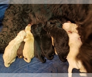 Labradoodle Litter for sale in GREEN BAY, WI, USA