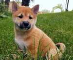 Small Shiba Inu