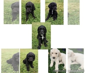 Labradoodle Litter for sale in YACOLT, WA, USA