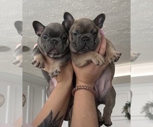 French Bulldog Litter for sale in FAIRMONT, NC, USA