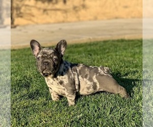 French Bulldog Litter for sale in PLANADA, CA, USA
