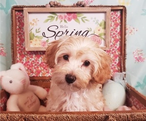 Maltipoo Litter for sale in INDEPENDENCE, MO, USA