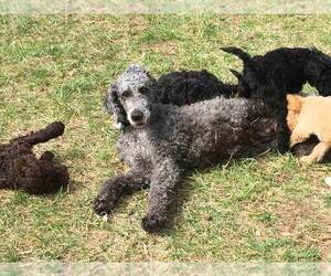 Poodle (Standard) Litter for sale in PLYMOUTH, MA, USA