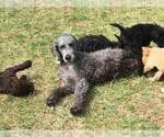 Small Photo #1 Poodle (Standard) Puppy For Sale in PLYMOUTH, MA, USA