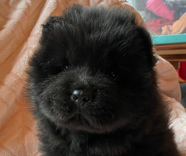 Medium Photo #1 Chow Chow Puppy For Sale in NORTH LIBERTY, IN, USA