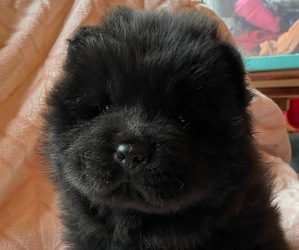 Chow Chow Litter for sale in NORTH LIBERTY, IN, USA