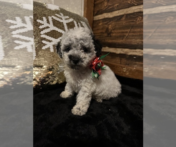 Medium Photo #1 Poodle (Miniature) Puppy For Sale in BARNETT, MO, USA