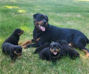 Rottweiler Litter for sale in TOLONO, IL, USA