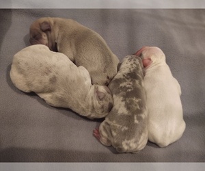 French Bulldog Litter for sale in LIBERTY, TX, USA