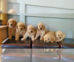 Golden Retriever Litter for sale in MYRTLE, MO, USA
