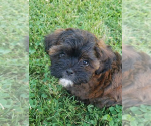 ShihPoo Litter for sale in CORBIN, KY, USA