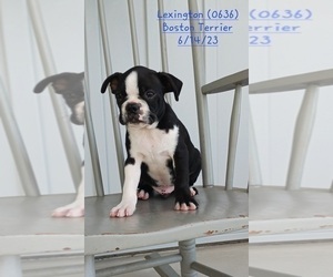 Boston Terrier Litter for sale in TOPEKA, IN, USA