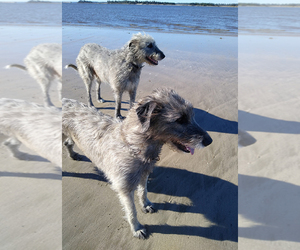 Irish Wolfhound Litter for sale in BOLIVIA, NC, USA