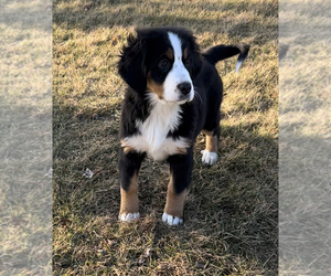 Bernese Mountain Dog Litter for sale in NILES, MI, USA