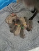 Small Photo #1 Weimaraner Puppy For Sale in GIRARD, OH, USA