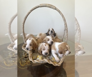 Basset Hound Litter for sale in ORLAND, CA, USA