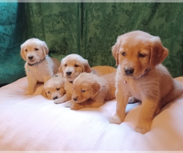 Medium Photo #1 Golden Retriever Puppy For Sale in EARLY BRANCH, SC, USA