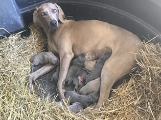 Weimaraner Litter for sale in FALMOUTH, MI, USA