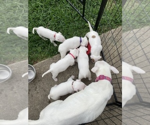 Bull Terrier Litter for sale in COLLEGE STATION, TX, USA