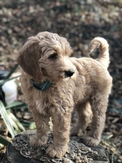 Goldendoodle Litter for sale in SOUTHWICK, MA, USA