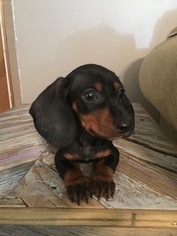 Dachshund Litter for sale in JAY, OK, USA