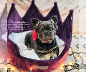 French Bulldog Litter for sale in FLEMING ISLAND, FL, USA