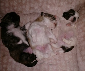 Pekingese Litter for sale in CAMDENTON, MO, USA