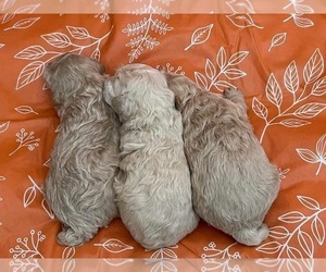 Poodle (Toy) Litter for sale in SPOKANE, WA, USA