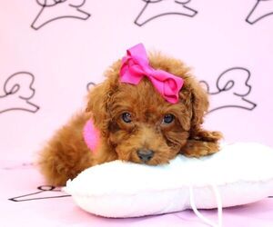 Poodle (Miniature) Litter for sale in LAS VEGAS, NV, USA